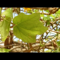 Uncarina grandidieri (fam Pedaliacees) (Madagascar) (3)